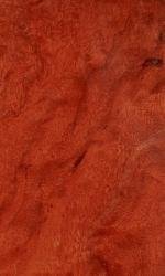 River Red Gum